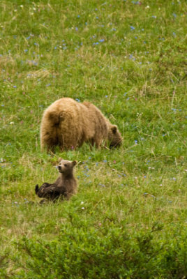 Cub at play