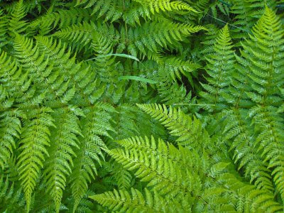 Ferns at Denali