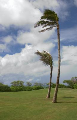 Turtle Bay 1