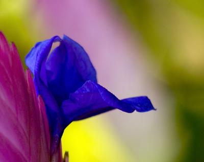 Bromeliad at McBride Garden