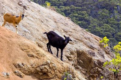 Wiamea Canyon Goats