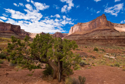 Shafer Trail 2