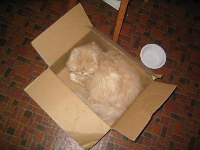 Nothing like a good nap in a box.JPG