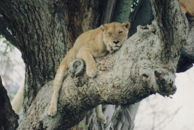 A lion in a tree.jpg