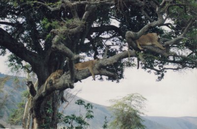And three lions on the branch.jpg