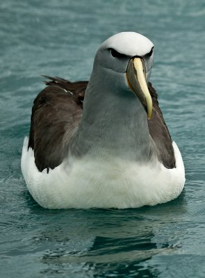Salvin's albatross 0011