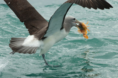 Salvin's albatross 0037