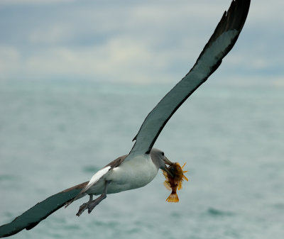 Salvin's albatross 0038