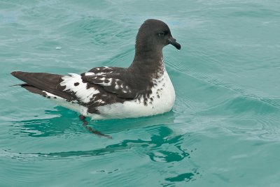 Cape Pigeon 0045