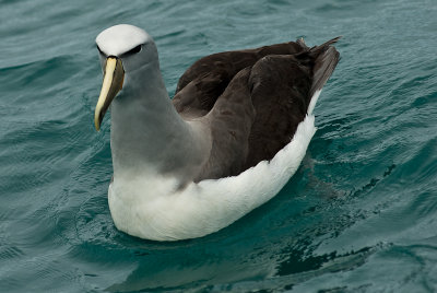 Salvin's albatross 0064