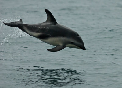 Kaikoura 0078