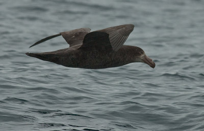 Southern Giant Petrel 0108