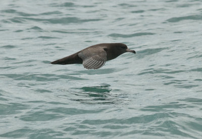 Flesh-footed shearwater 0135