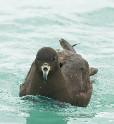Flesh-footed shearwater 0158