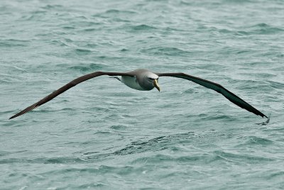 Salvin's albatross 0208