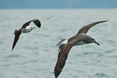 Salvin's albatross 0220