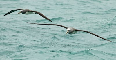 Salvin's albatross 0238.jpg