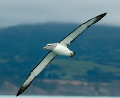 Salvins albatross 0240
