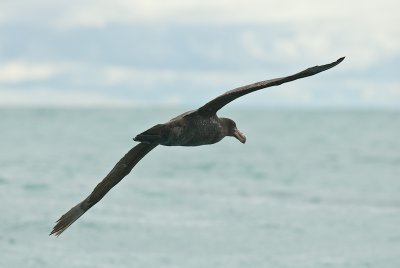 Southern Giant Petrel 0264.jpg