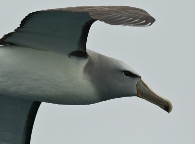 Salvins albatross 0102.jpg