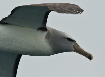 Salvin's albatross 0102.jpg