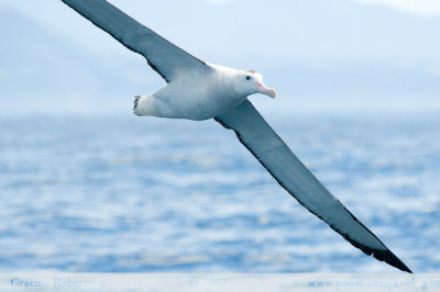 Wandering Albatross 6278