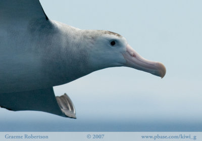 Wandering Albatross 6279
