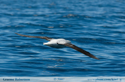 Wandering Albatross 6283
