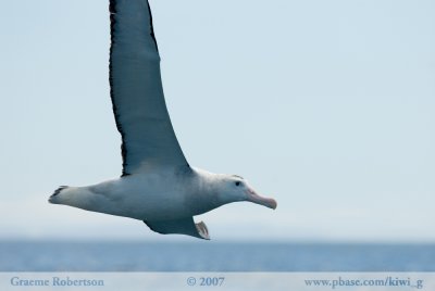 Wandering Albatross 6279 B