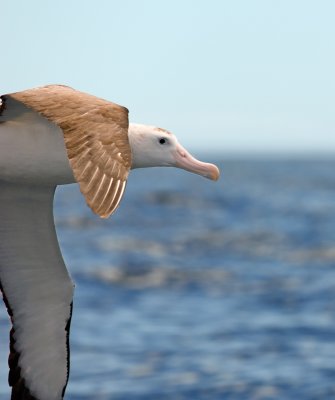 Wandering Albatross 6280.jpg