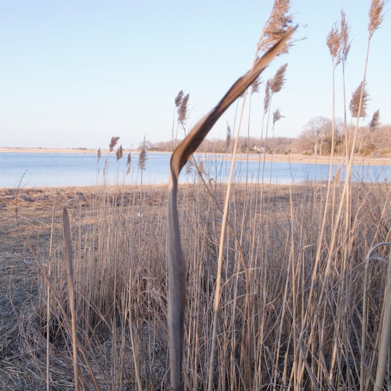 Flax Pond.jpg