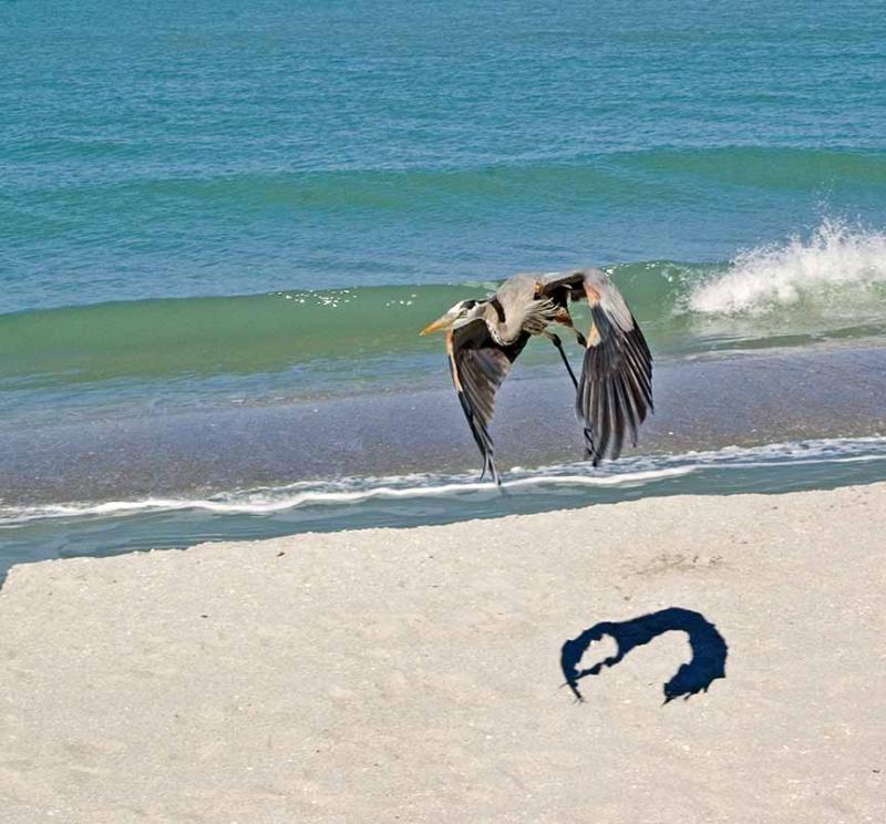 Gaining Speed -Great Blue Heron