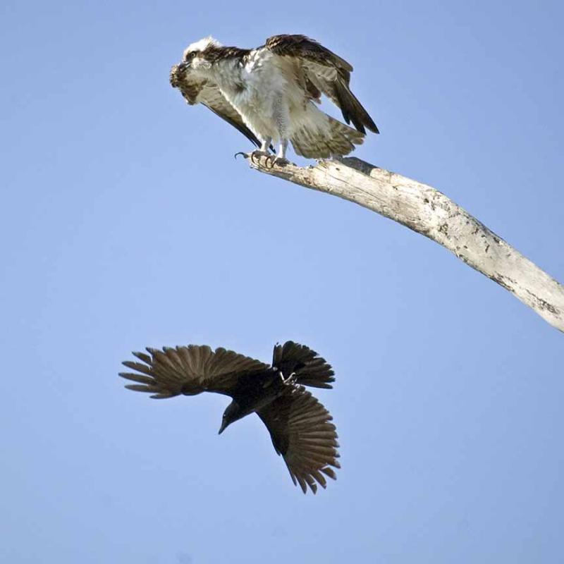 Osprey -1