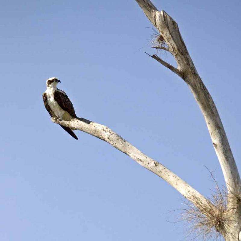 Osprey -2