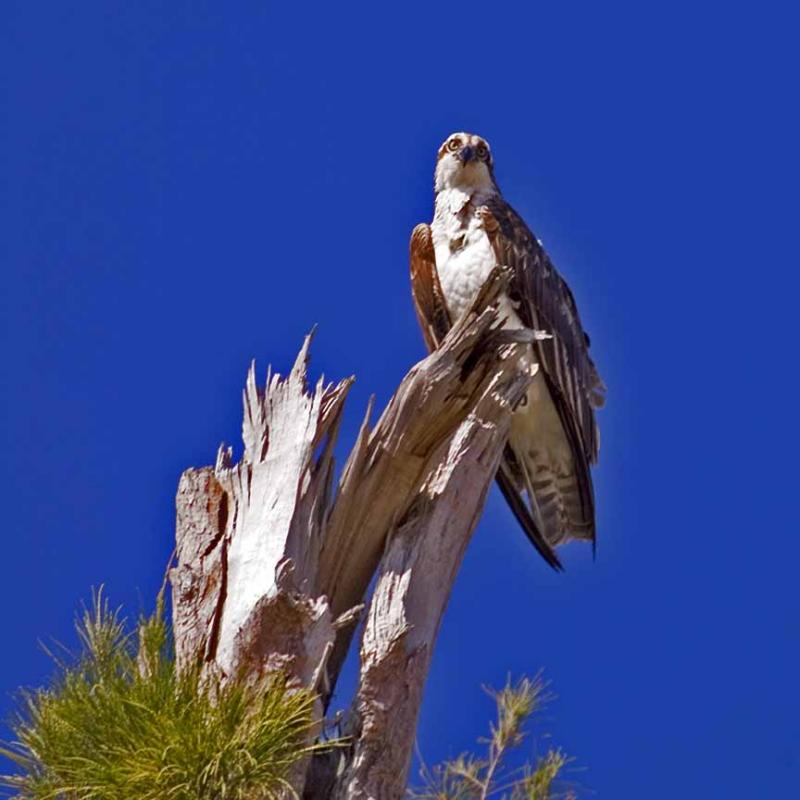 Osprey