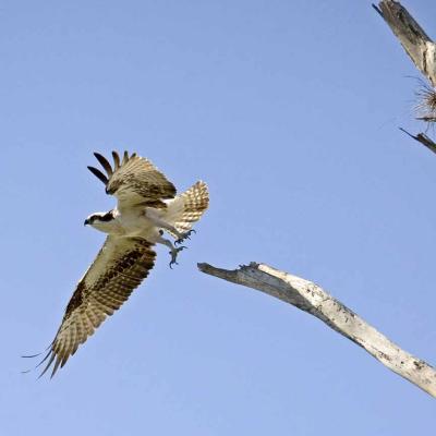 Osprey taking off