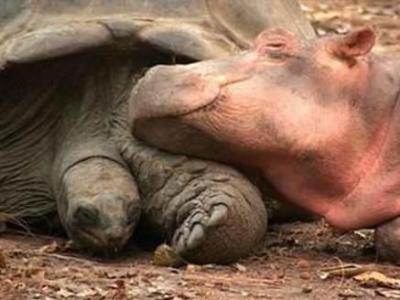 650lb.baby hippo and 100 yr tortoise