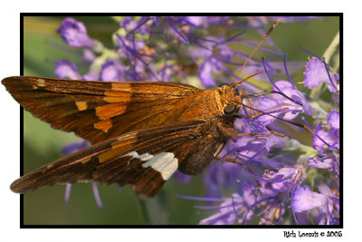 Butterfly 2