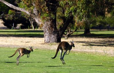 SunCity GC,Yanchep