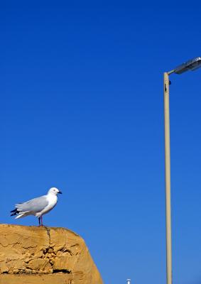 Rottnest Island