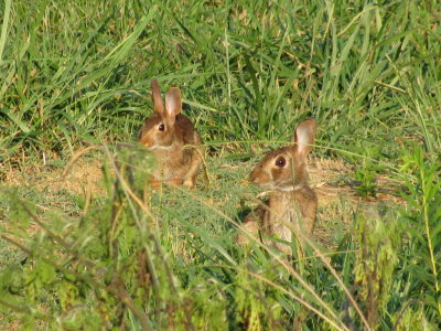 Silly Wrabbits