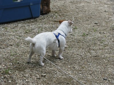 Nigel on the job