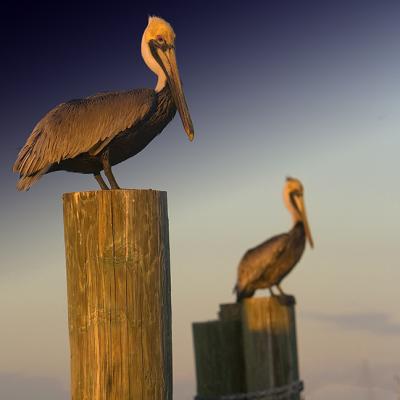 Pair of Perching Pelican Pals