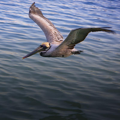 Gliding Pelican