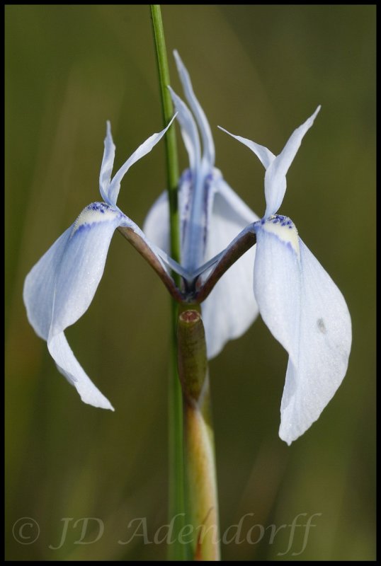 Moraea tripetala, Iridaceae