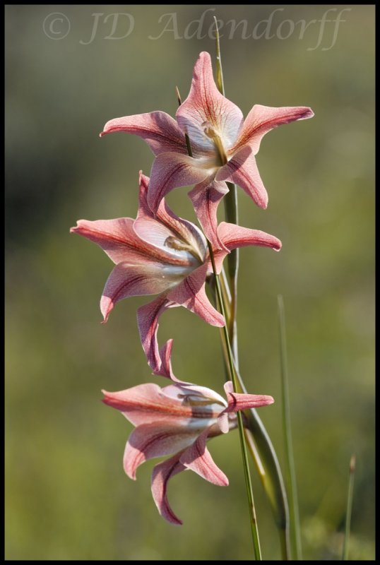 Gladiolus liliaceus, Iridaceae