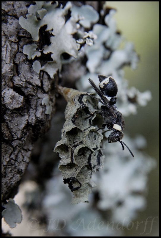 A paper wasp and its nest disappear among the lichens