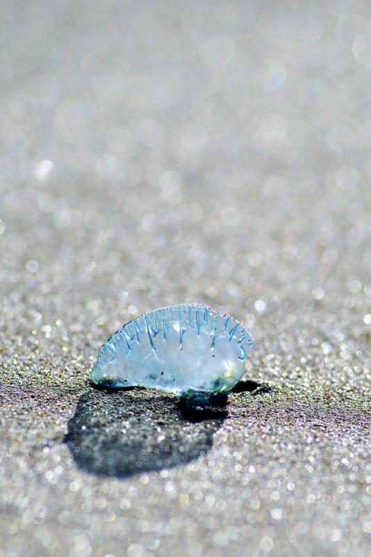 Beached bluebottle