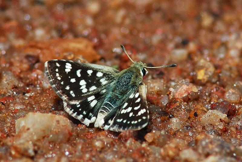 Spialia spio (Mountain Sandman)