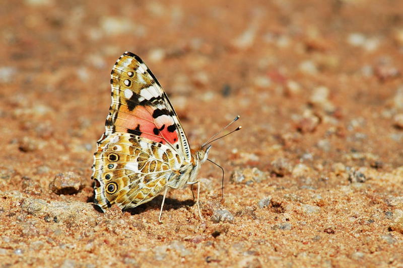 Vanessa cardui (Painted lady)